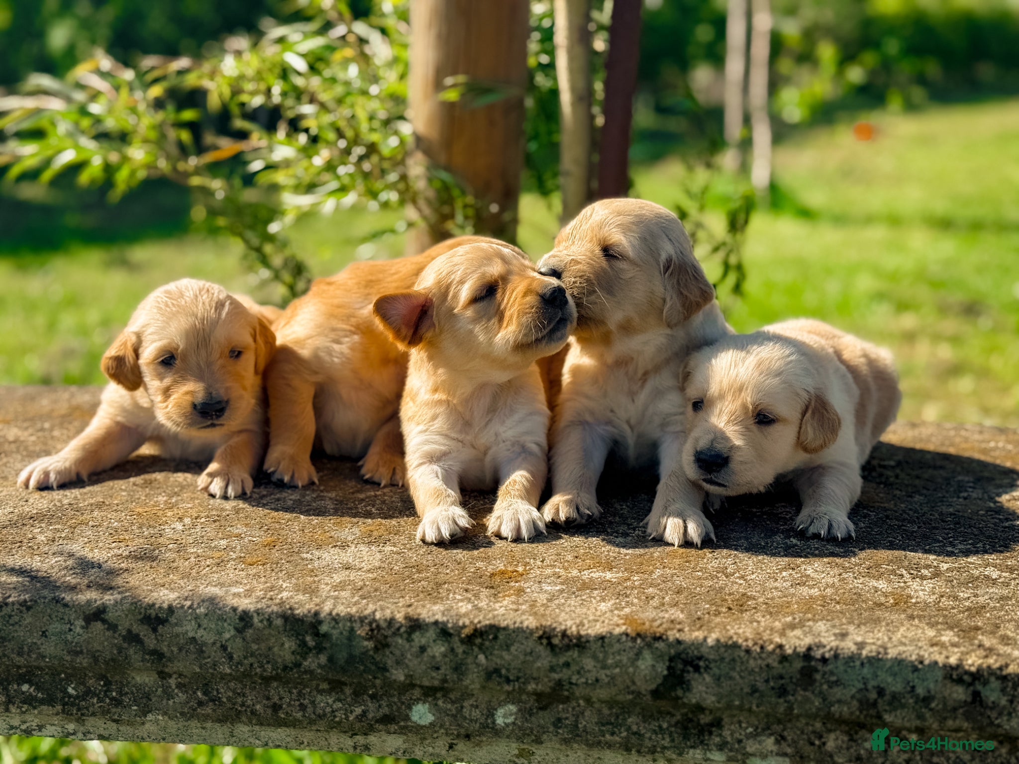 Golden Retriever dogs Traditional Dark Golden Retriever Puppy’s KC Reg - Advert 1