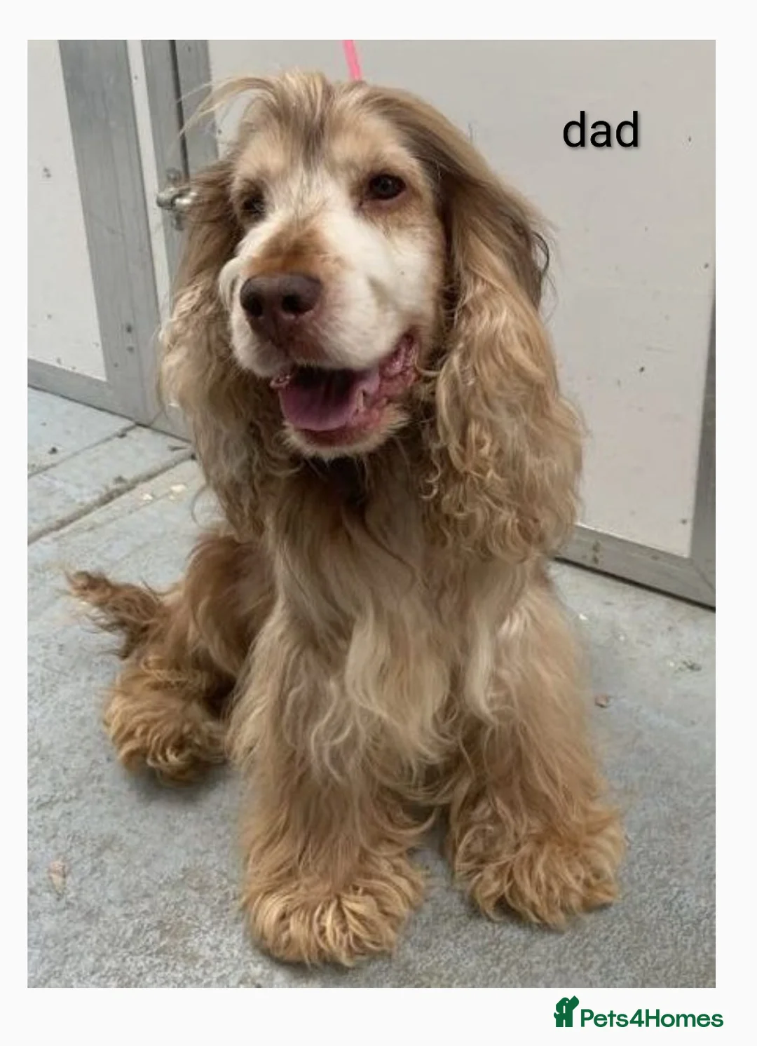 Cocker Spaniel dogs for sale: Cocker spaniel puppys! - Advert 2