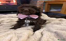 Cockapoo dogs for sale: Beautiful litter of chocolate cockapoo puppies  - Advert 4