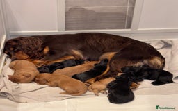 Cocker Spaniel dogs for sale: Working Cocker Spaniels  - Image 7