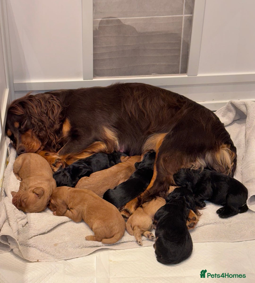 Cocker Spaniel dogs for sale: Working Cocker Spaniels  - Image 7