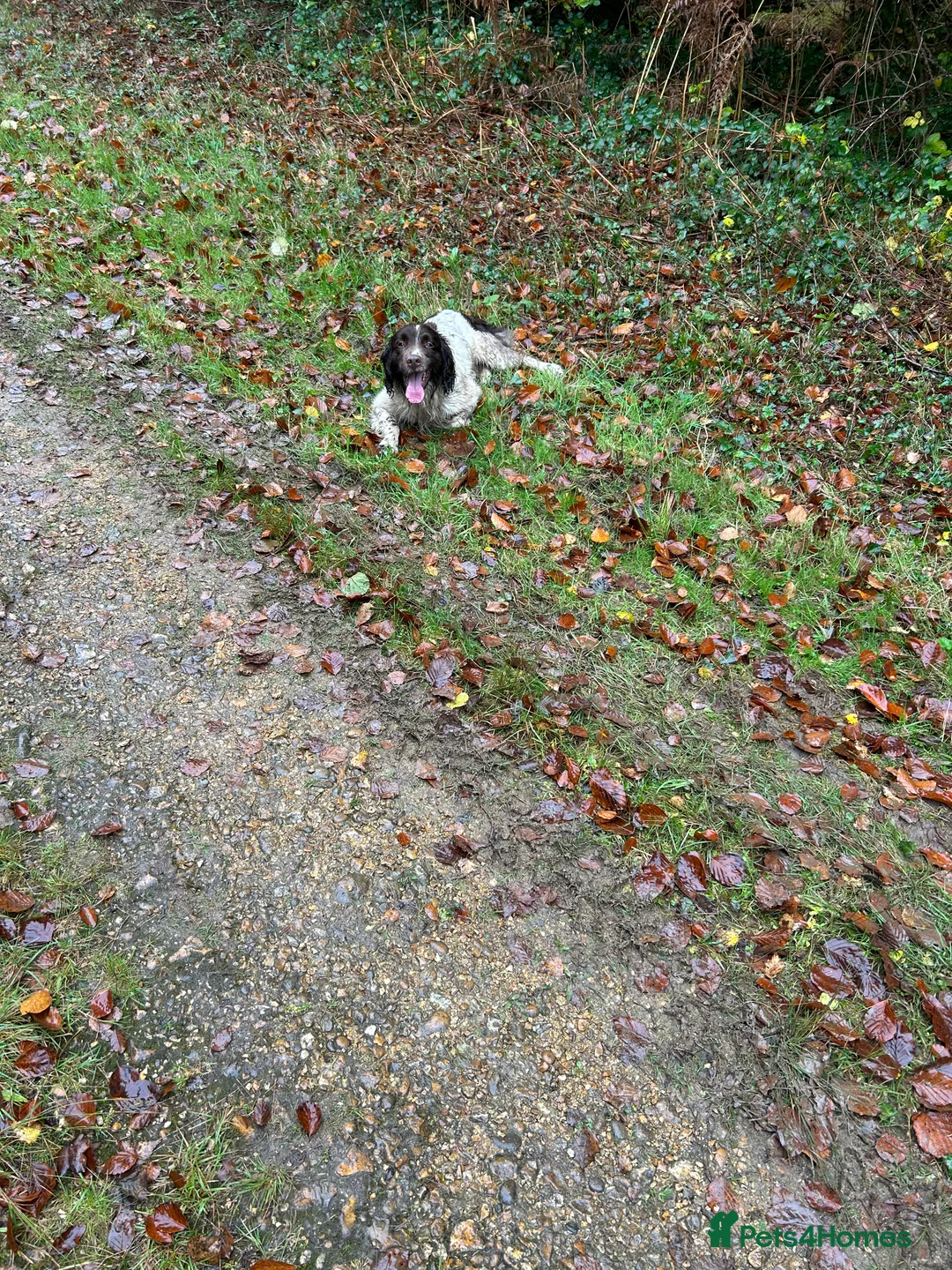English Springer Spaniel dogs for stud: For stud in Alresford - Advert 2