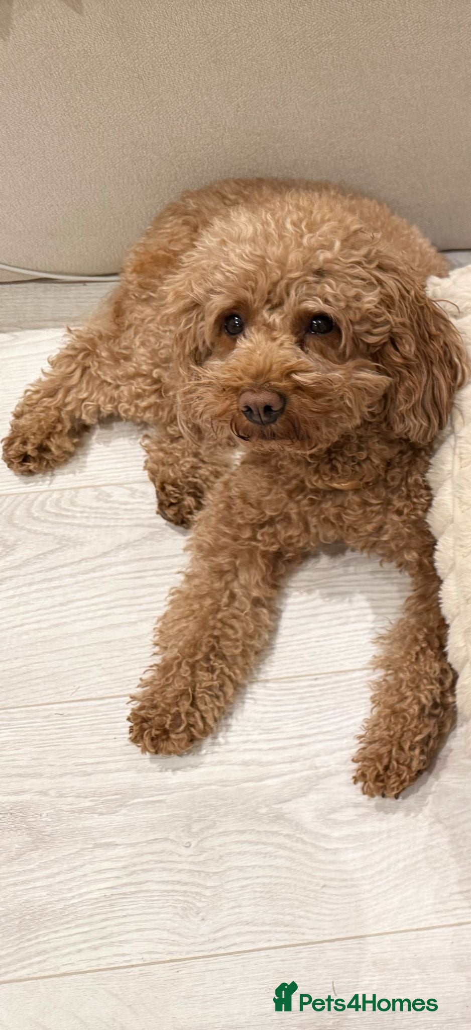 Mixed Breed dogs Beautiful Cockapoo × Cavapoo Puppies - Advert 1