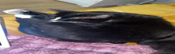 Mixed Breed cats for sale: 2 Cats need rehoming - Advert 6