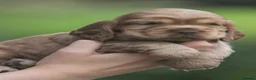 Cocker Spaniel dogs for sale: Fully Health Tested Show Type Cocker Spaniels  - Advert 6