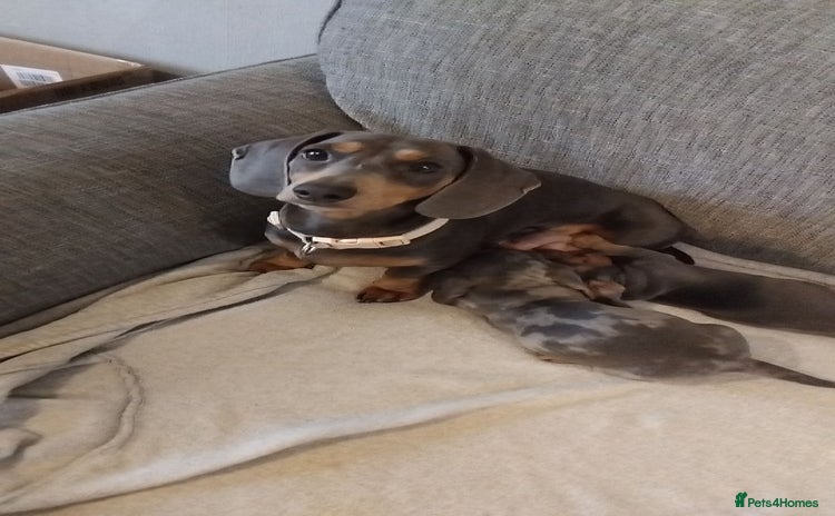 Miniature Dachshund dogs - Advert 1