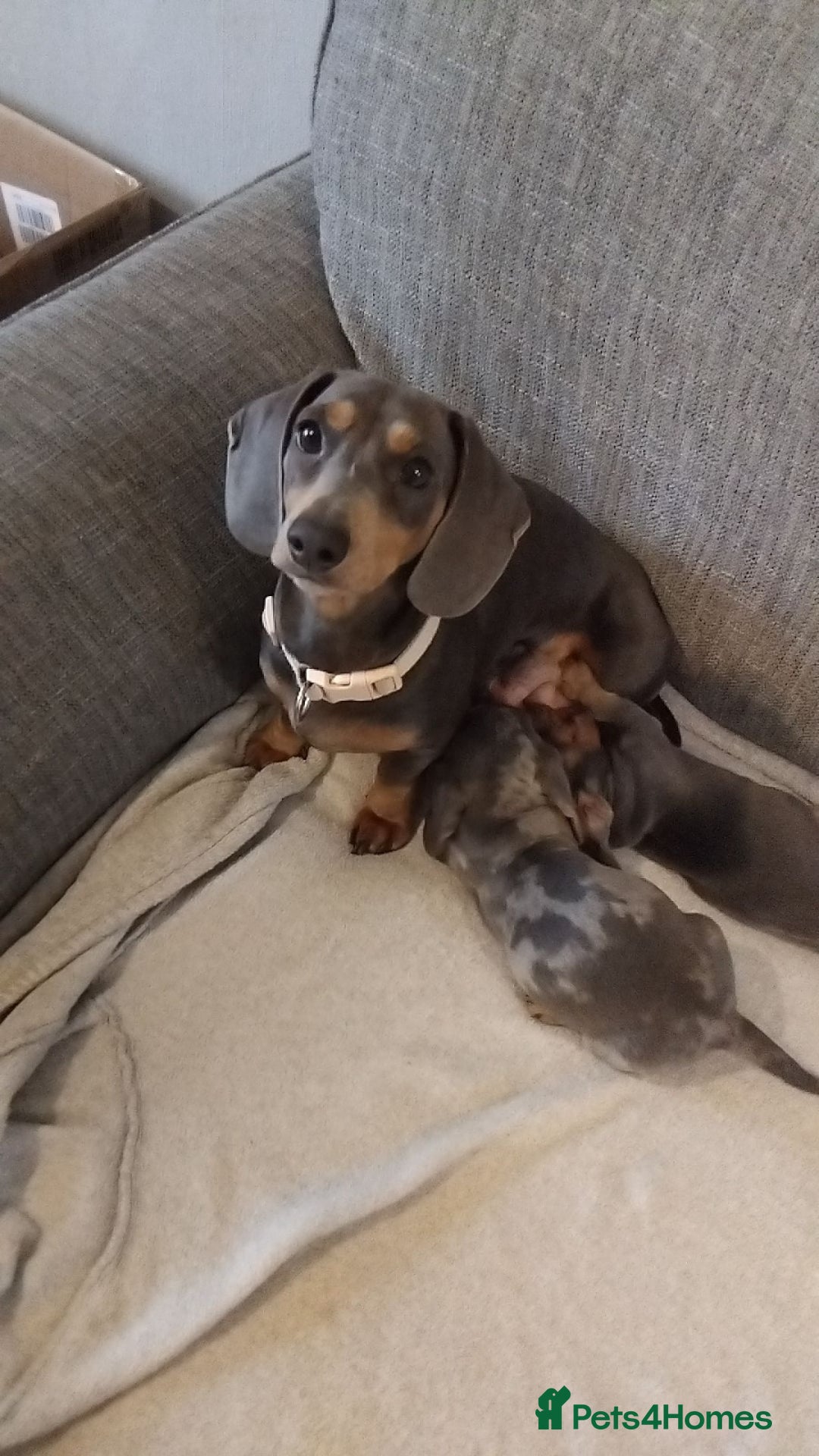 Miniature Dachshund dogs for sale: Adorable Miniature Dachshund Puppies for Sale - Image 1