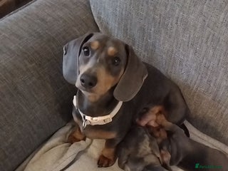 Miniature Dachshund dogs - Advert 2