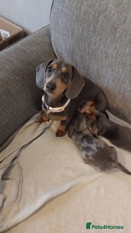 Miniature Dachshund dogs - Advert 1