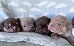 English Bulldog dogs for sale: Self Whelped Healthy English bulldog Babies❤️🤍 - Image 1