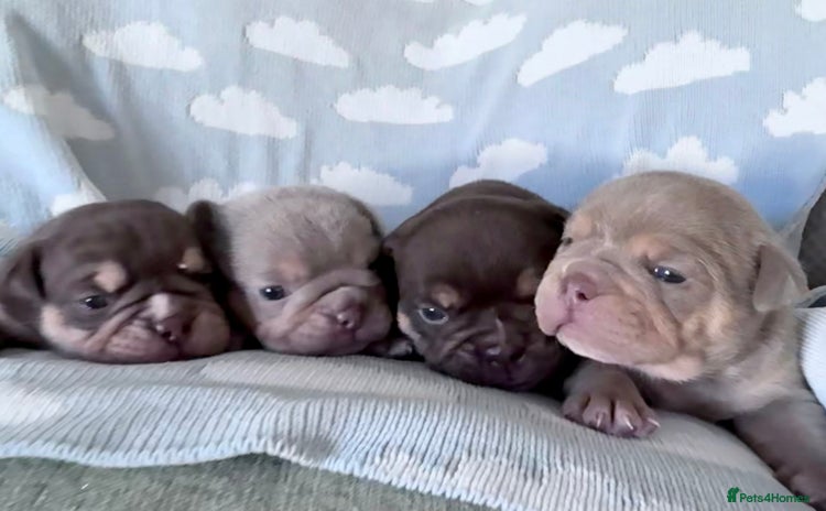 English Bulldog dogs - Advert 4