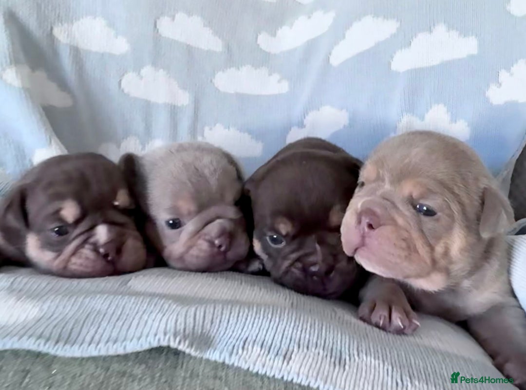 English Bulldog dogs for sale: Self Whelped Healthy English bulldog Babies❤️🤍 - Image 1