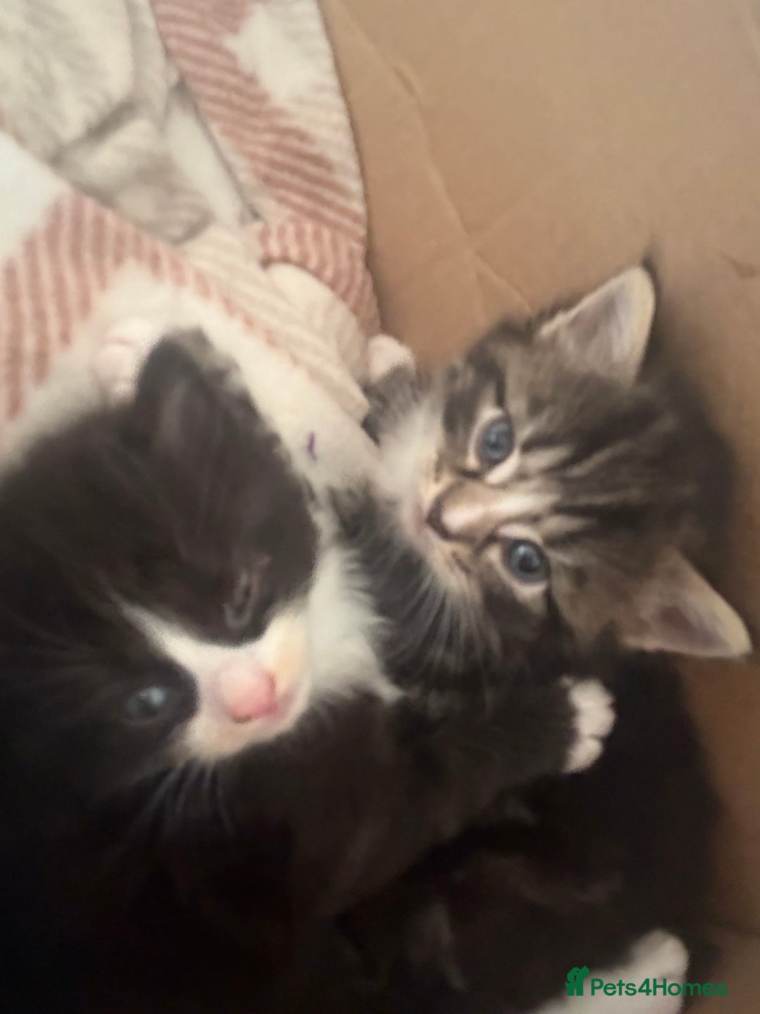 Ragdoll cats for sale: Ragdoll and Russian blue mix - Image 17