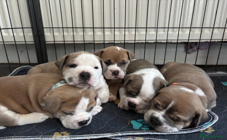 Old Tyme Bulldog dogs - Advert 9