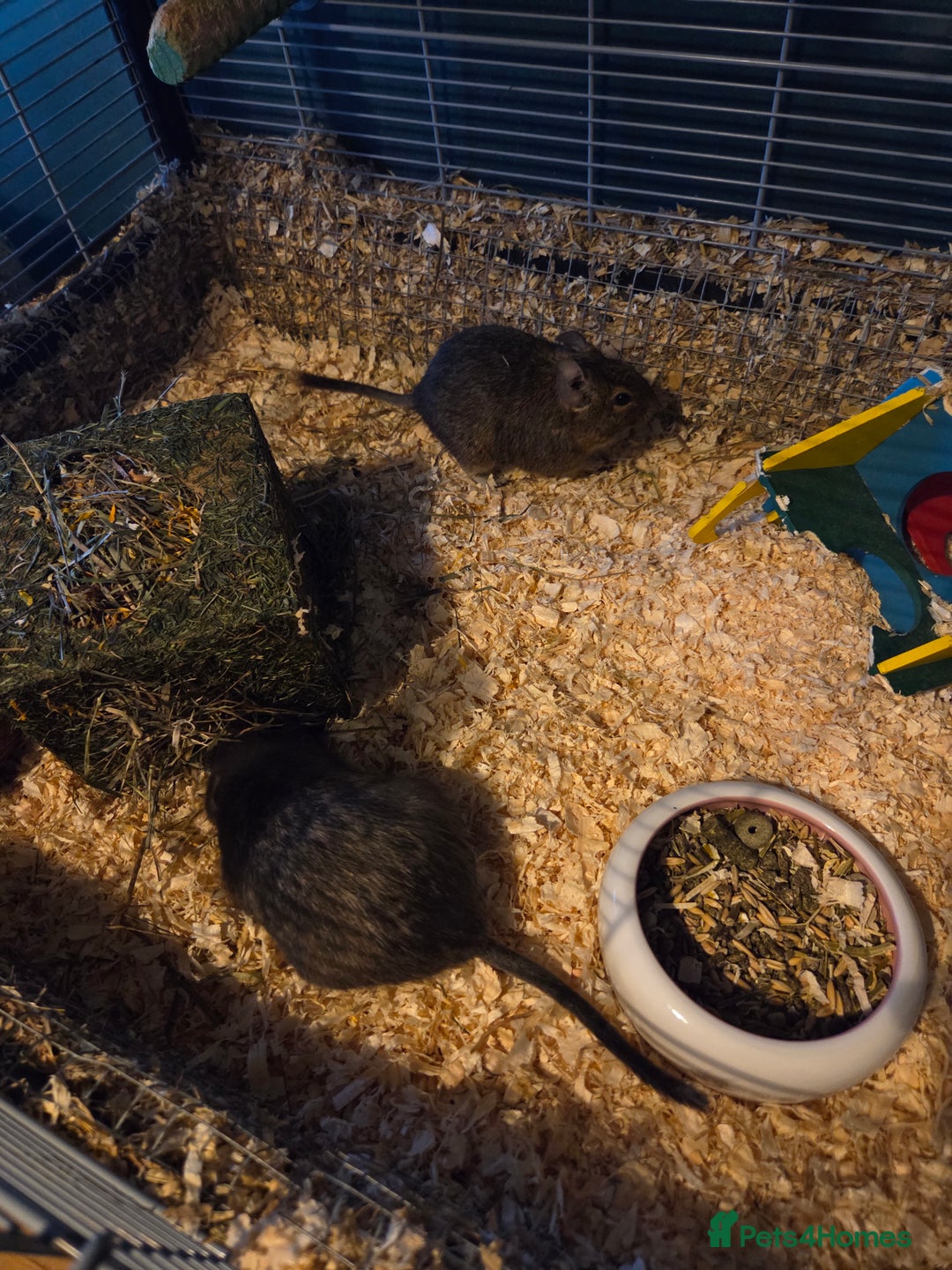 Degus rodents for sale: 2 x male degus - Advert 5