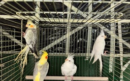 Cockatiels birds for sale: Various Cockatiels  - Advert 2