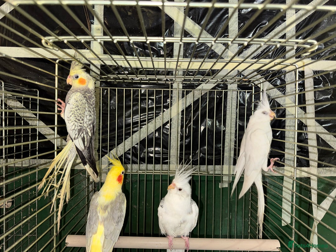 Cockatiels birds for sale: Various Cockatiels  - Advert 2