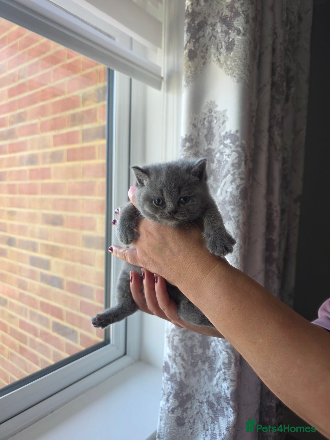 British Shorthair cats for sale: BRITISH SHORTHAIR KITTENS  - Image 10