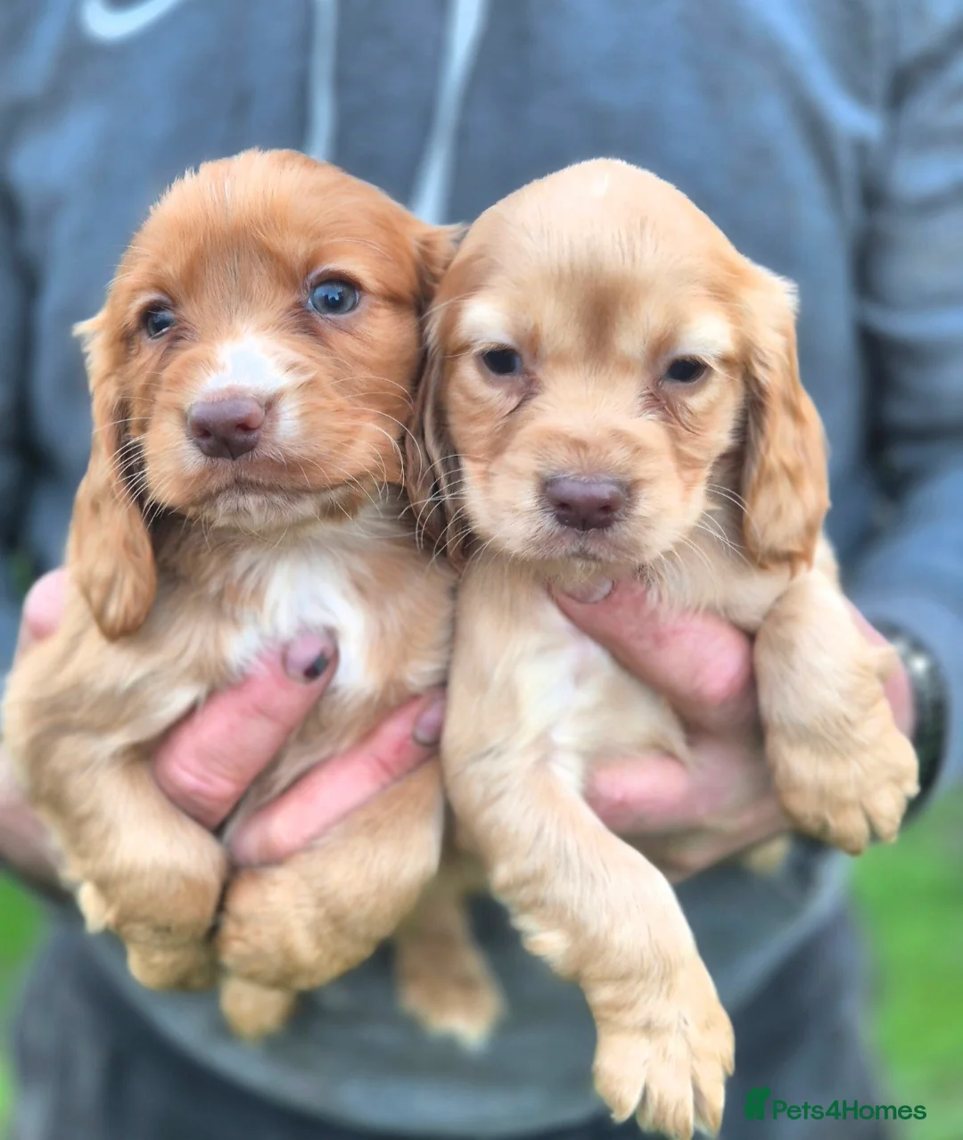 Cocker Spaniel dogs for sale: Stunning cocker spaniel puppies  - Advert 1