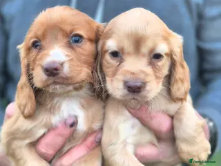 Cocker Spaniel dogs Stunning cocker spaniel puppies - Advert 5