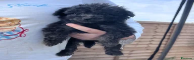 Cockapoo Puppy 5