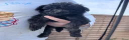 Cockapoo dogs for sale: F1b merle cockapoo  in Bicester - Advert 20