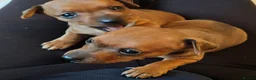 Miniature Pinscher dogs for sale: Lovely red boy ready for loving home in Edinburgh - Advert 24