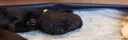 Labrador Retriever dogs for sale: 7 health tested Labrador puppies in High Wycombe - Advert 6