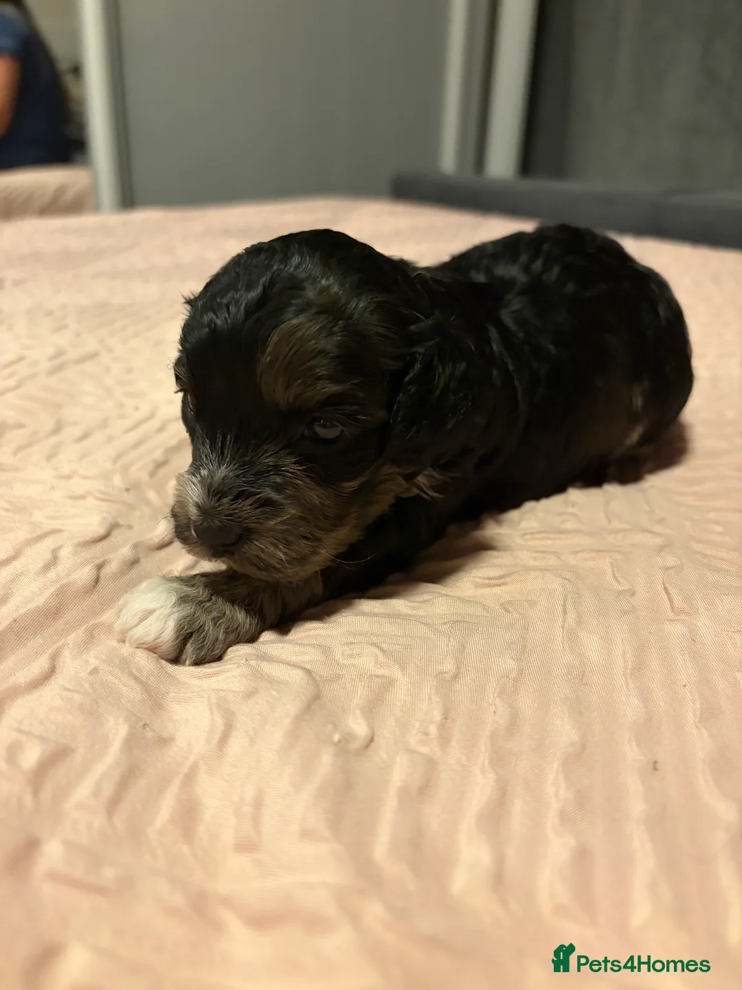 Bordoodle dogs for sale: Stunning litter of colliepoo/bordoodle puppies  - Advert 22