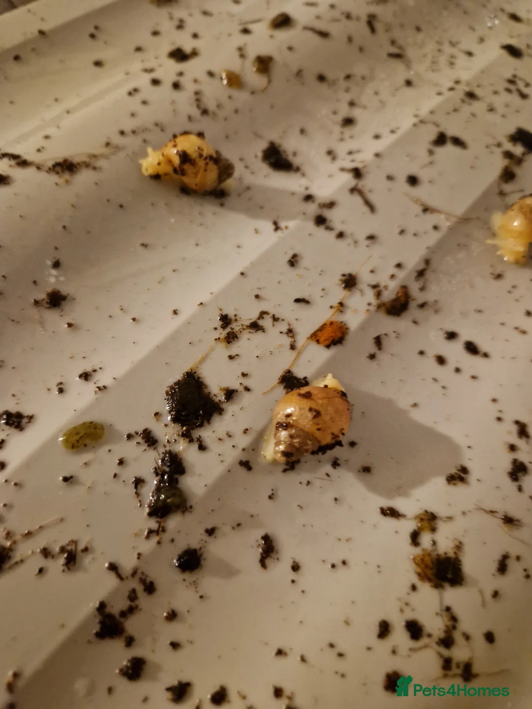 Snails invertebrates for sale: African Land Snail Babies  in Southampton - Advert 2