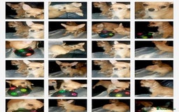Chihuahua dogs for sale: Chihuahua fluff balls  - Image 14