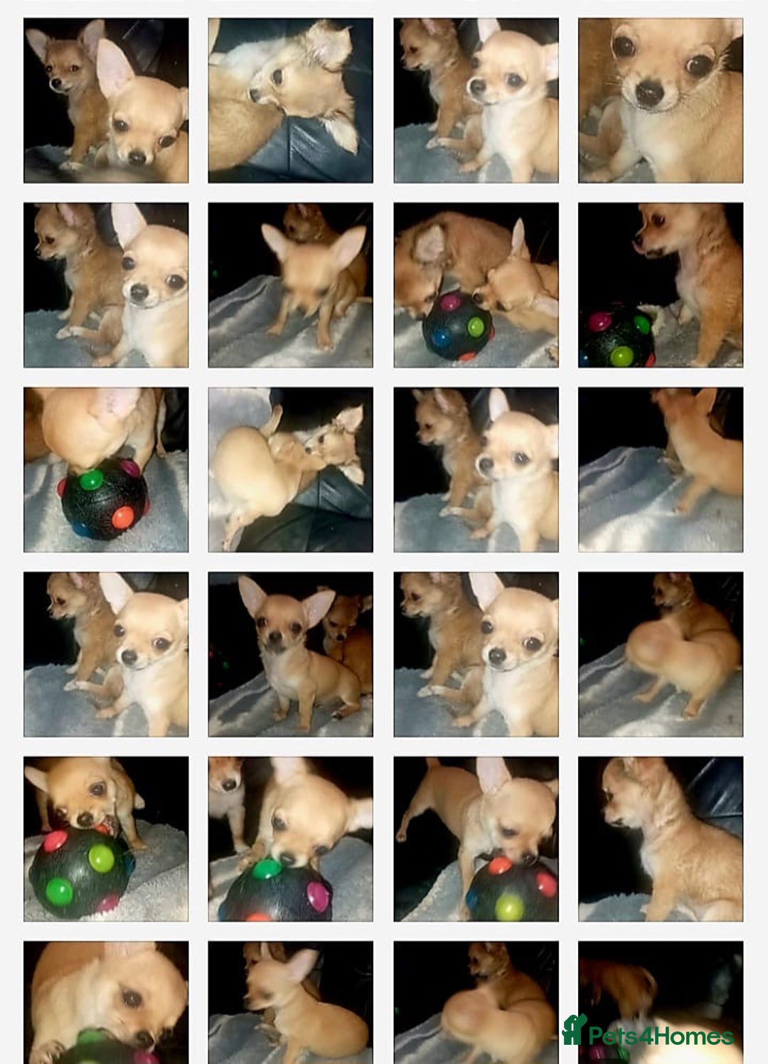 Chihuahua dogs for sale: Chihuahua fluff balls  - Image 14