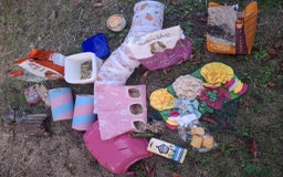 Guinea Pig rodents for sale: 3 Female Guinea Pigs- plus Hutch and extras - Image 15