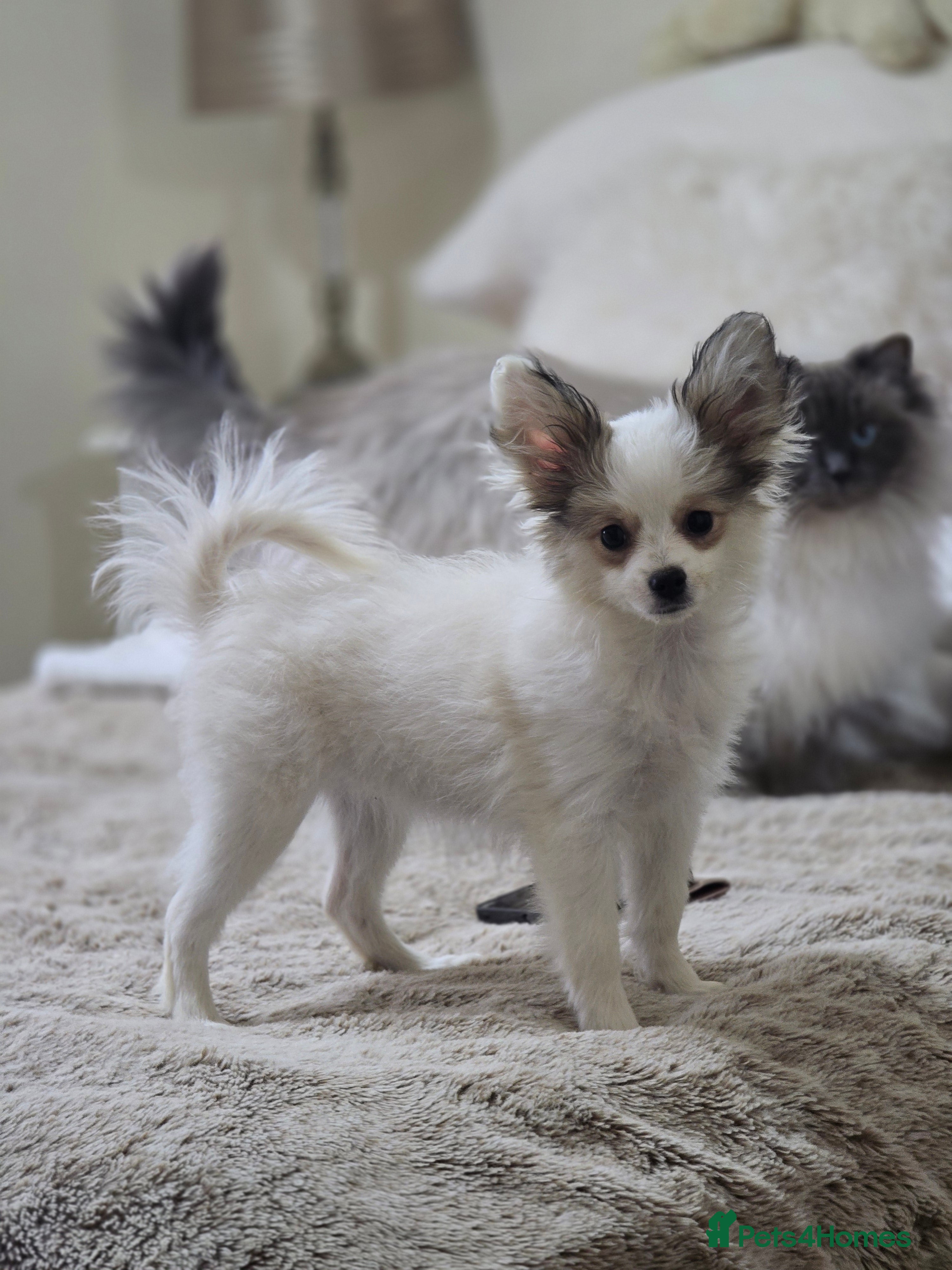 Mixed Breed dogs Papitese puppy girl - Advert 1