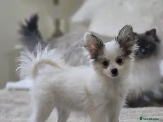 Mixed Breed dogs Papitese puppy girl - Advert 14