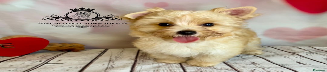 BENJI Winchester’s Crown Yorkies 