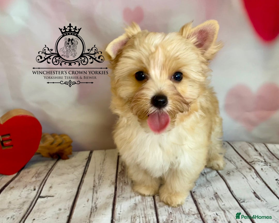 Yorkshire Terrier dogs for sale: ❤️Golddust Yorkies🥇☕️Champion heritage pups! 🐶❤️ - Image 5