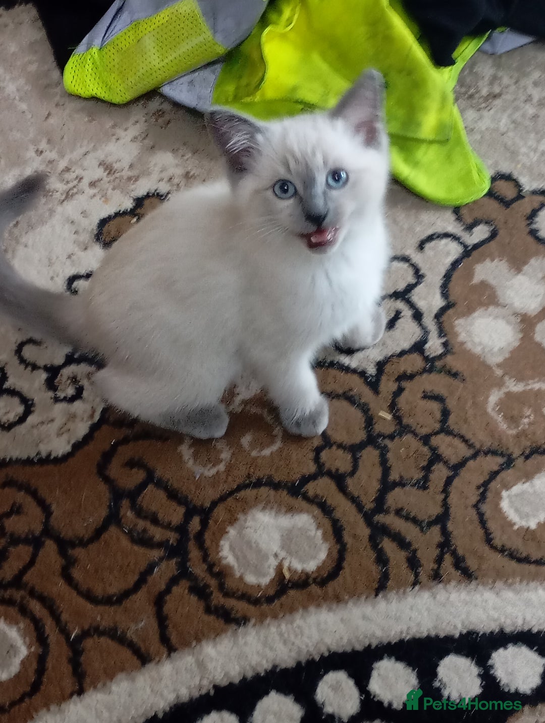 Ragdoll cats for sale: Warwick house central avenue M192ff - Image 13
