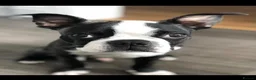 Boston Terrier dogs for stud: Mickey Mouse🐁proven kc (for stud) - Advert 7