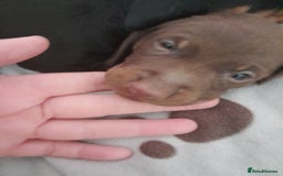 Miniature Dachshund dogs for sale: Miniature dachshunds  - Image 4
