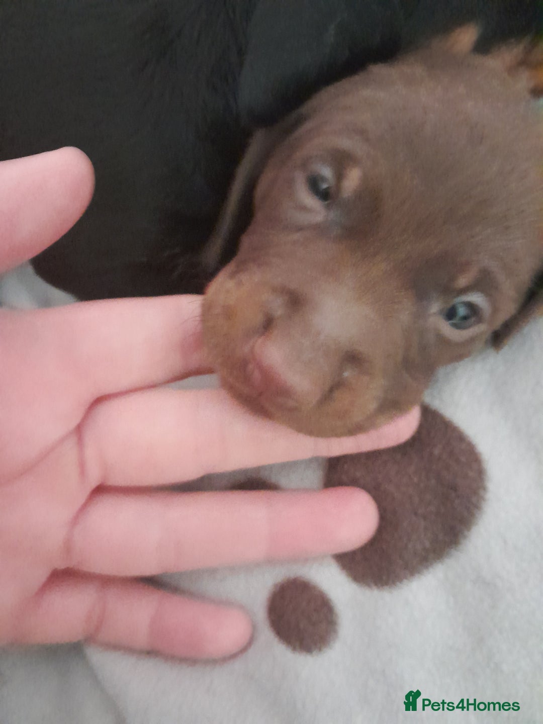 Miniature Dachshund dogs for sale: Miniature dachshunds  - Image 4