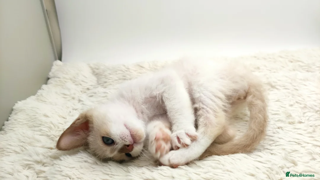 LaPerm cats for sale: Curly LaPerm kittens GCCF reg  - Advert 26