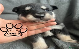 Mixed Breed dogs for sale: Beautiful German Shepherd × ChowXmalamute Puppies - Image 2