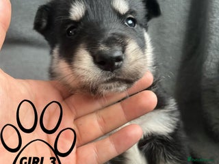 Mixed Breed dogs - Advert 10