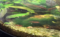 Shrimps fish for sale: Freshwater planted snail and shrimp nano tank - Image 4