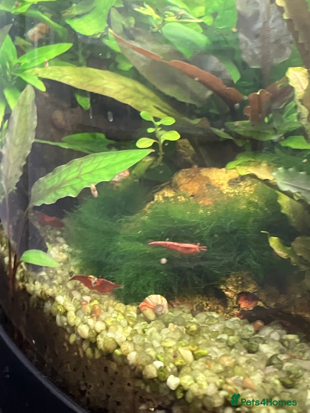 Shrimps fish for sale: Freshwater planted snail and shrimp nano tank - Image 4