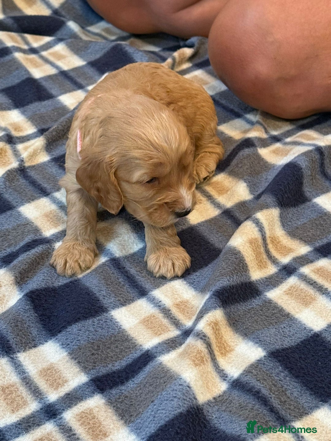 Cockapoo dogs for sale: Beautiful Golden Cockerpoo Puppies 2 Girl & 4 Boy - Image 15