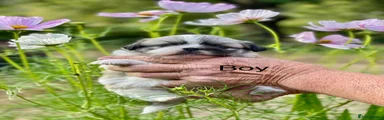 Pekingese 1