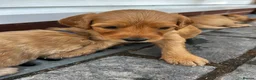 Double Doodle dogs for sale: Last double doodle puppy looking for her home - Advert 13