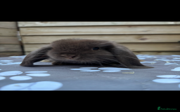 Mini Lop rabbits for sale: Mini lops  - Image 6